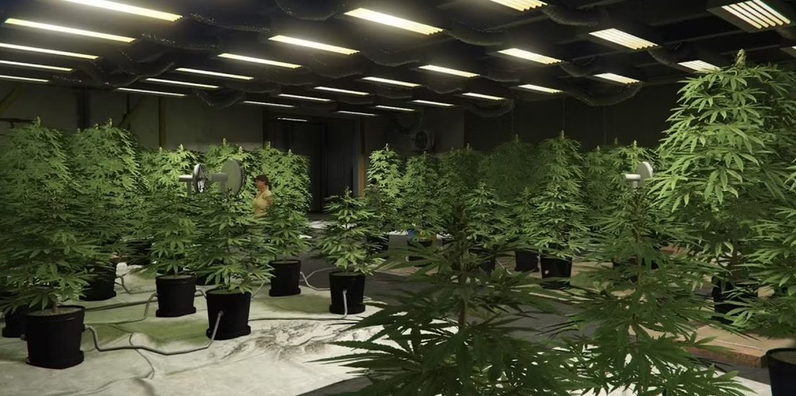 How To Get a Weed Farm in GTA Online