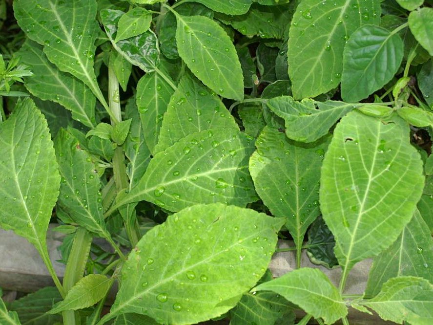 Salvia Divinorum and Kratom Combination