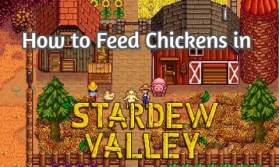 Feed Chickens in Stardew Valley