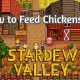 Feed Chickens in Stardew Valley