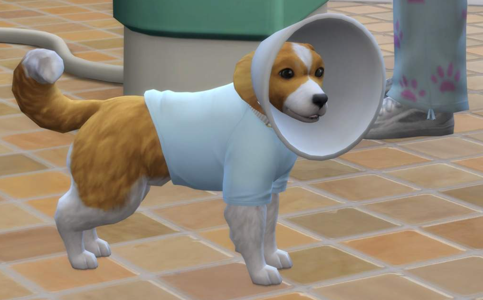 Собаку симс. Симс 4 собаки. SIMS 4 Cats and Dogs. Английская овчарка симс 4. Мальтийская болонка симс 4.