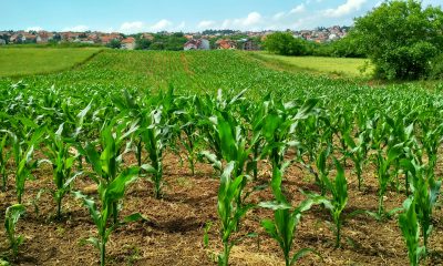 Smart agriculture Strategies for a resilient future