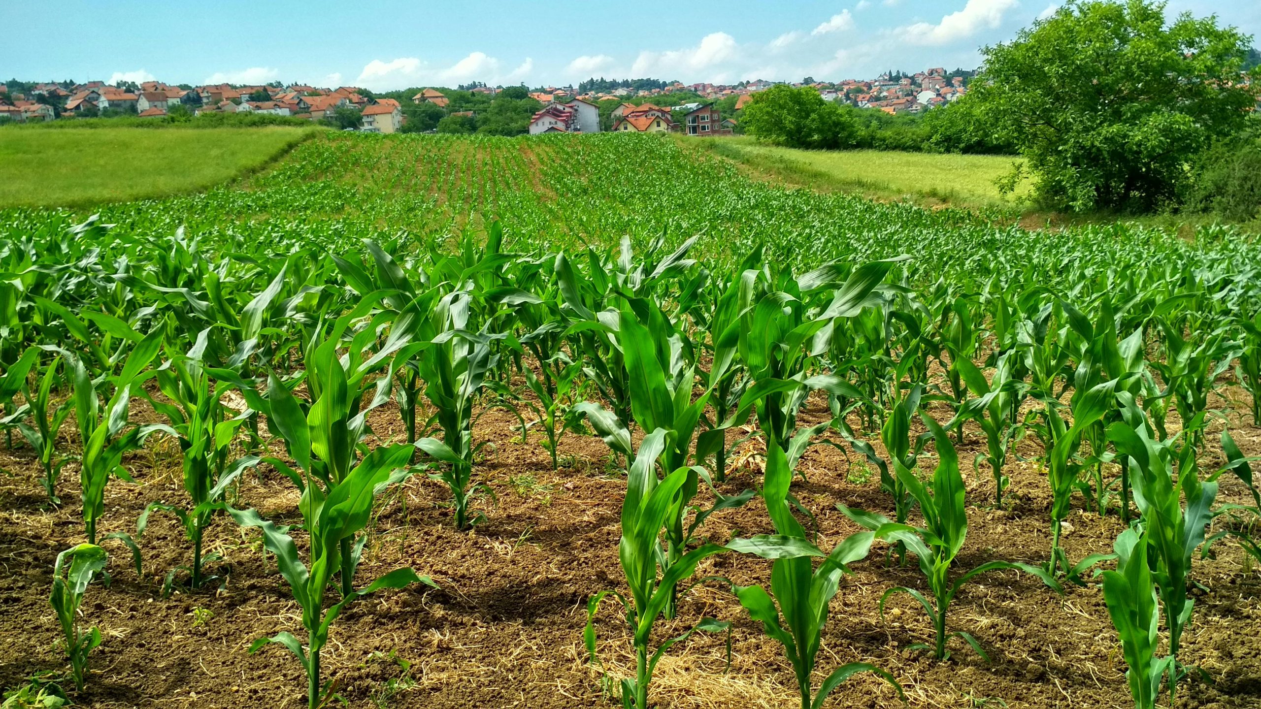 Smart agriculture Strategies for a resilient future